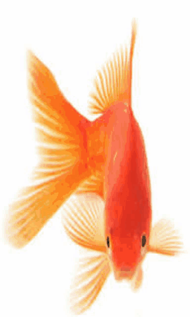 a goldfish is swimming in the water and looking at the camera .