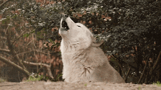 a white wolf is howling with its mouth open in the woods