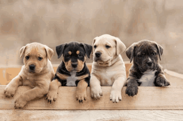 four puppies are sitting on a wooden fence