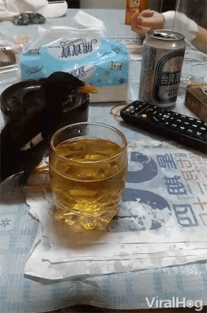 Drinking Drunk Bird GIF - Drinking Drunk Bird Beer GIFs