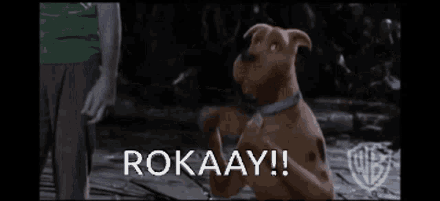 a dog is jumping in the air with the words " rokaay !! " written on the bottom