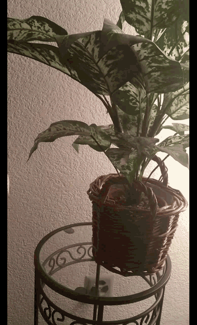 a plant in a wicker basket is on a glass table