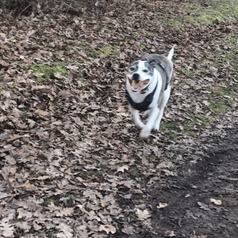 a dog is running down a path covered in leaves and looking at the camera .