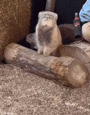 a cat sitting on a log next to a bottle that says ' sierra nevada ' on it