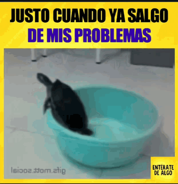 Funny Animals Problema GIF - Funny Animals Problema Oops GIFs