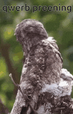 a bird is sitting on a branch with the words qwerb preening above it