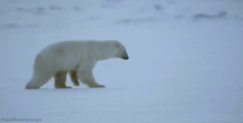 Tumble GIF - Polar Bear Dive Snow GIFs
