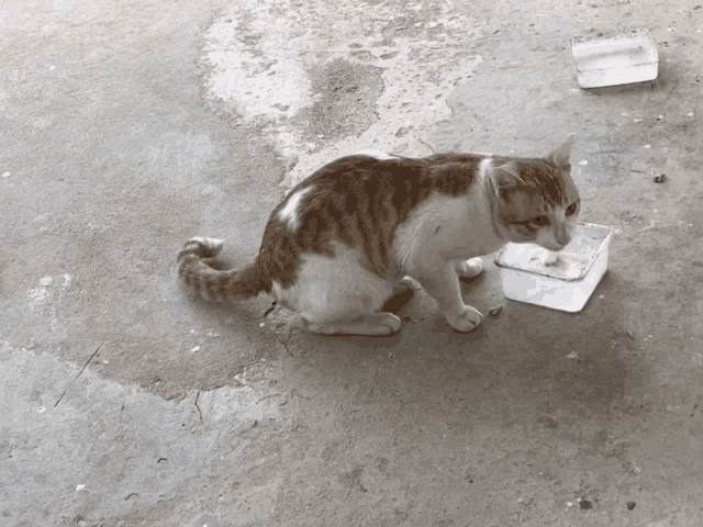 a brown and white cat is drinking water from a plastic container on the ground