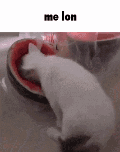 Cat GIF