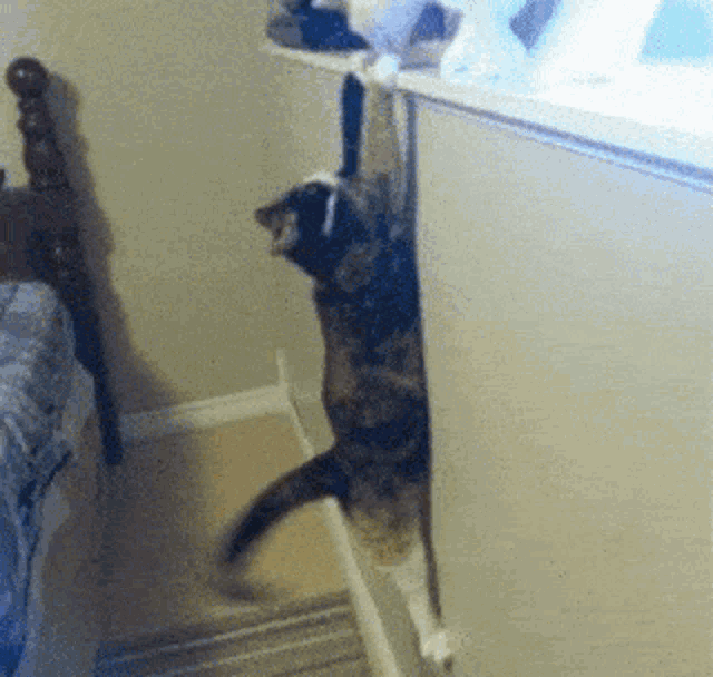Gato Cat GIF