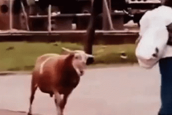 Goat Attack GIF - Goat Attack Woman GIFs