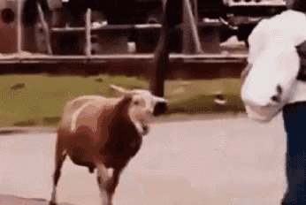 a person is standing next to a brown and white cow on a sidewalk .