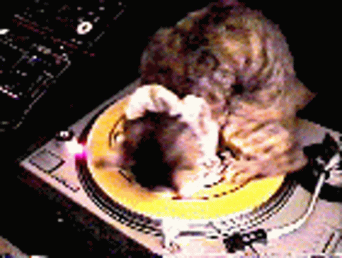 Cats Spin GIF