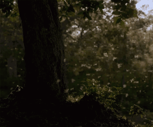 a tree in the middle of a forest with butterflies flying around