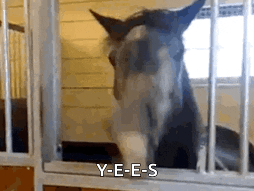 a horse in a fenced in area with y-e-e-s written below it