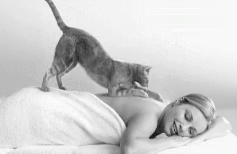 Cat Massage GIF - Cozy Cat Massage GIFs