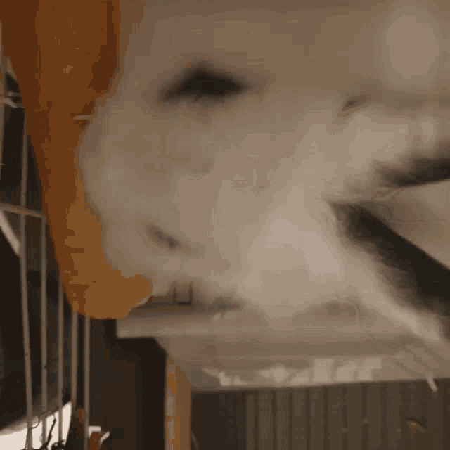 a close up of a rabbit 's face with a blurred background