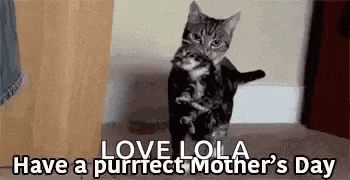 a cat is standing on its hind legs and holding a kitten on its back .