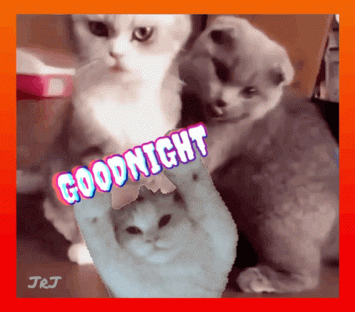 晩安 Goodnight GIF - 晩安 Goodnight Cats GIFs