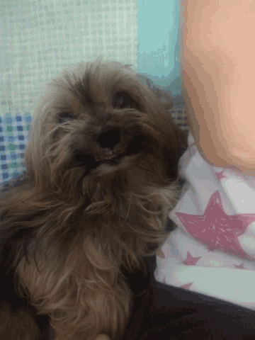 a small brown dog is laying on a bed with a pink star on the blanket