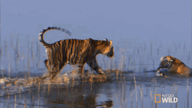 Tigers Taking A Bath Cubs Will Be Cubs GIF - Tigers Taking A Bath Cubs Will Be Cubs Secret Life Of Tigers GIFs