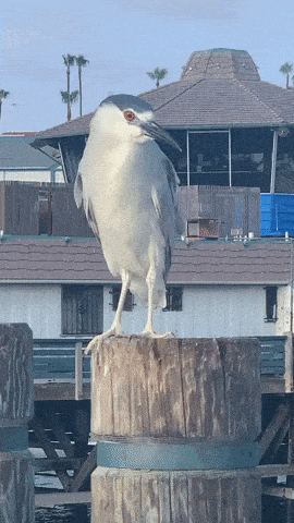 a bird standing on a wooden post in front of a house