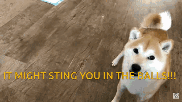 a dog standing on a wooden floor with the words " it might sting you in the balls " above it
