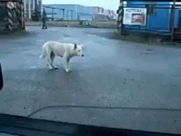 Dancing Dog GIF - Cute Funny Dog GIFs
