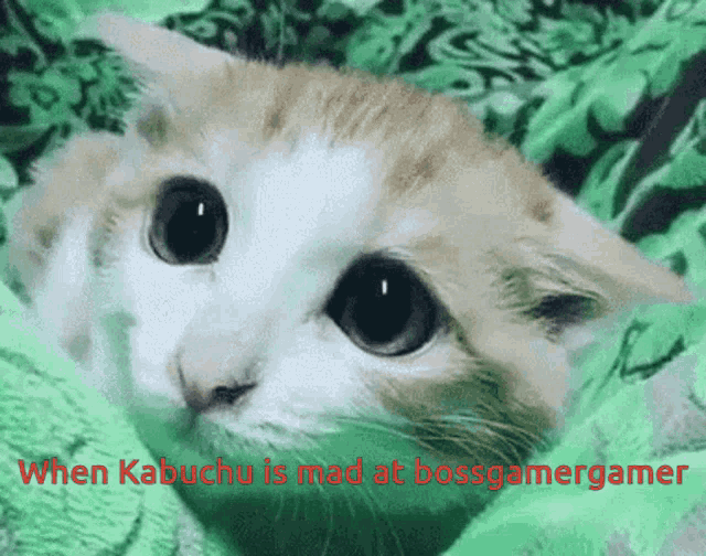 a picture of a cat with the words when kabuchu is mad at bossgamergamer