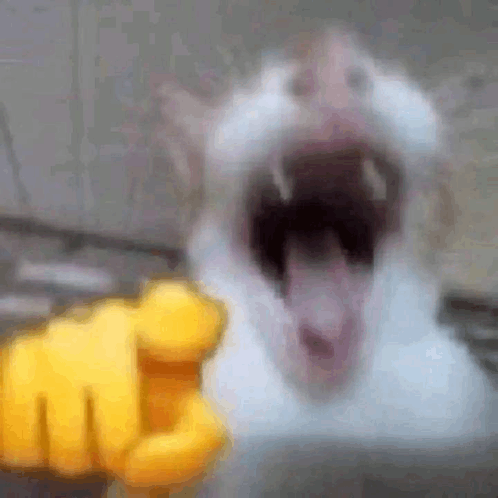 a close up of a cat with its mouth open and a yellow finger pointing at it .