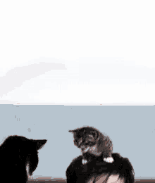 David Tennant Kittens GIF