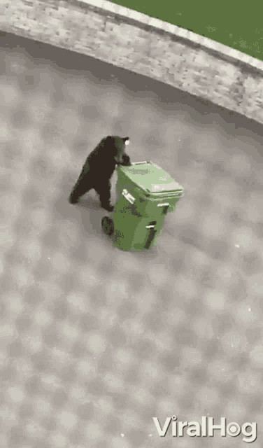 Taking Out Trash Viralhog GIF - Taking Out Trash Viralhog Bear GIFs