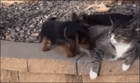 a cat and a puppy are laying on a brick wall .