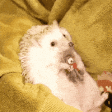 a hedgehog is laying on its back on a yellow blanket holding a stuffed animal in its mouth .
