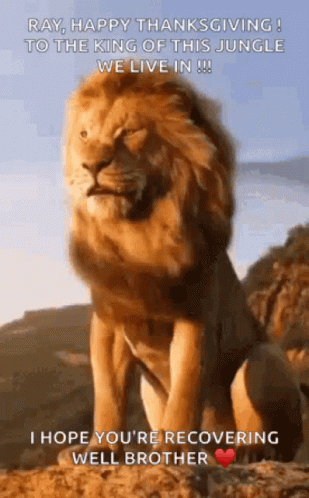 Lion GIF - Lion GIFs