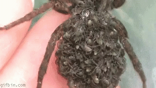 Spider Babies GIF