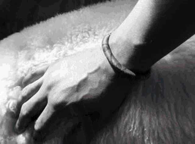a black and white photo of a person 's hand touching a furry blanket .