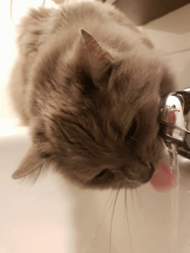 Cat Kitty GIF - Cat Kitty Water GIFs
