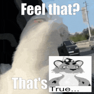 a meme that says feel that that 's true and a picture of a cat