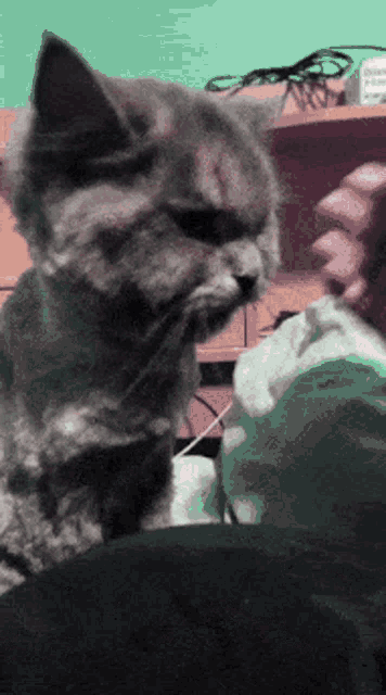 a close up of a cat licking a person 's hand