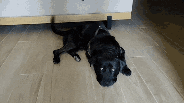 Cane Corso Dog GIF - Cane Corso Dog Black GIFs