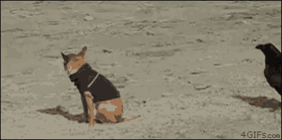 a dog wearing a black shirt is running away from a black bird on the beach .
