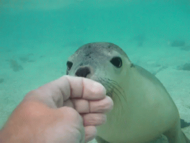 Friendly Seal GIF - Seal Marinelife Cute GIFs