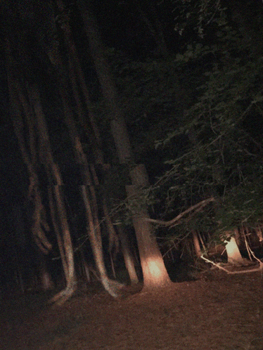 a tree in a dark forest with a light shining on it