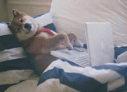 a shiba inu dog is laying on a bed with a laptop .