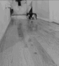 a black and white cat is walking on a wooden floor .