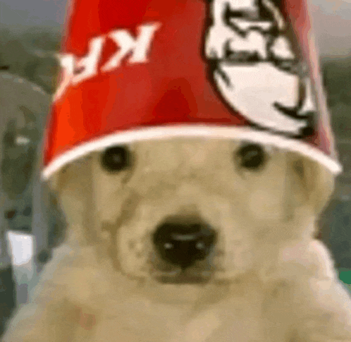 a dog wearing a kfc bucket hat .