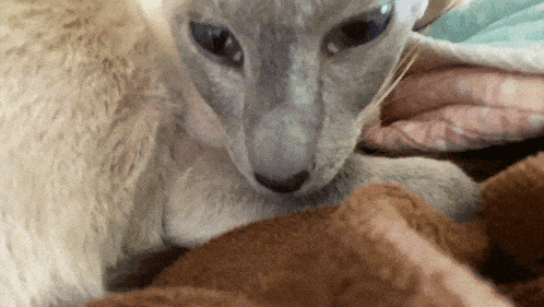 a close up of a cat looking at something