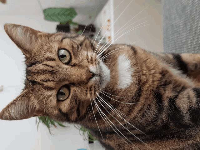 a close up of a cat 's face with green eyes