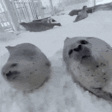 a group of seals laying in the snow .